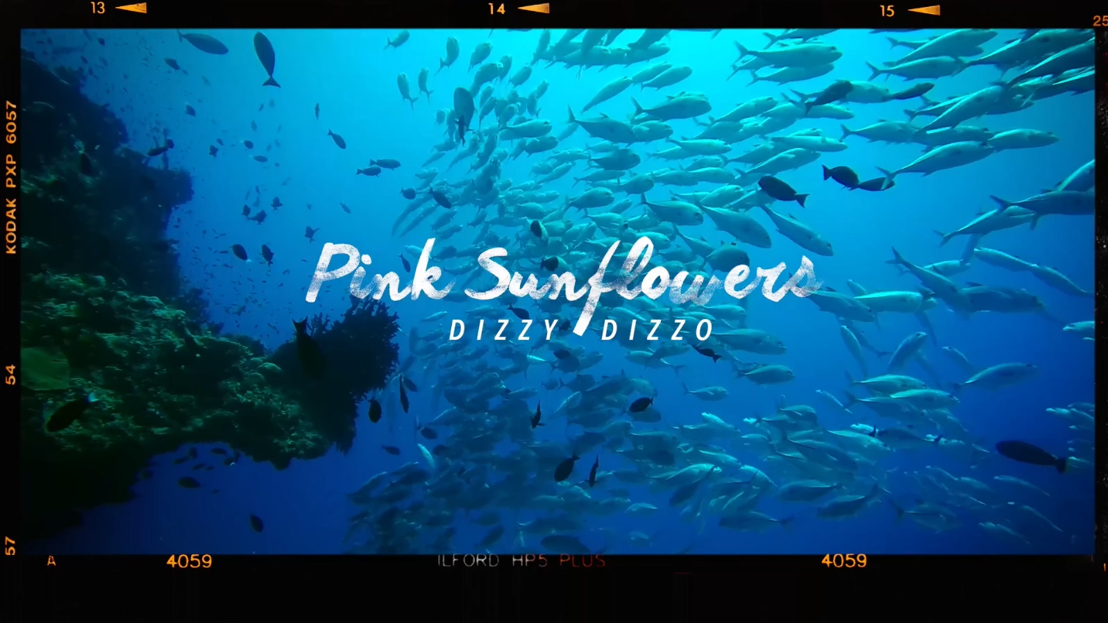 Dizzy Dizzo 《粉红太阳花》 1080P