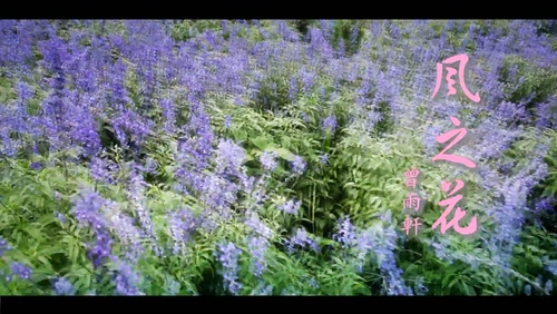 曾雨轩《风之花》1080P