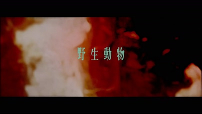 李荣浩《野生动物》1080P